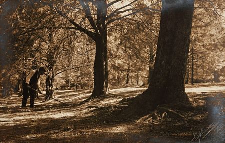 "Trabalhos no pinhal"