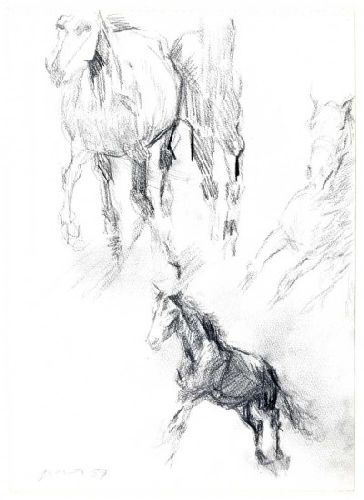 Sem título - Cavalos