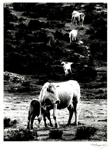 Sem título - Alentejo