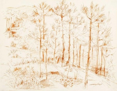 Sem título - Pinhal