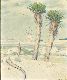 Velhas Yuccas nas dunas - Sines